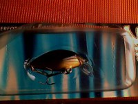 Salmo tiny 3f